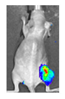 File:Viral luciferase expression in a mouse tumour.jpg