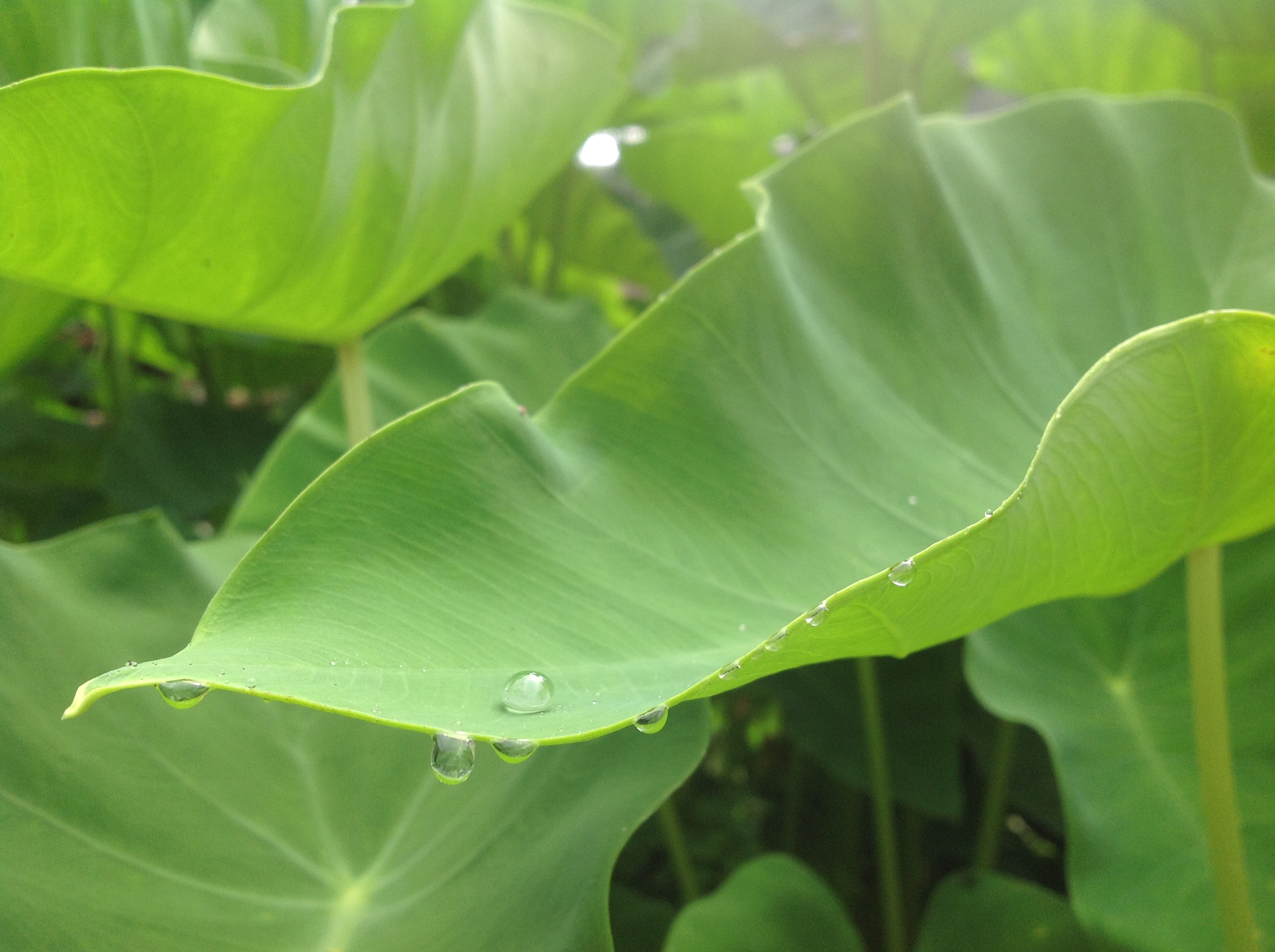 File:Water drop on a leaf.jpg - Wikipedia