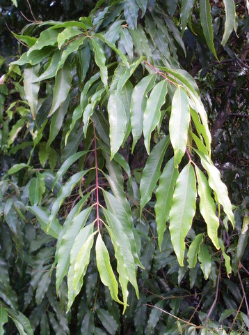 File:Waterhousea floribunda leaves.JPG