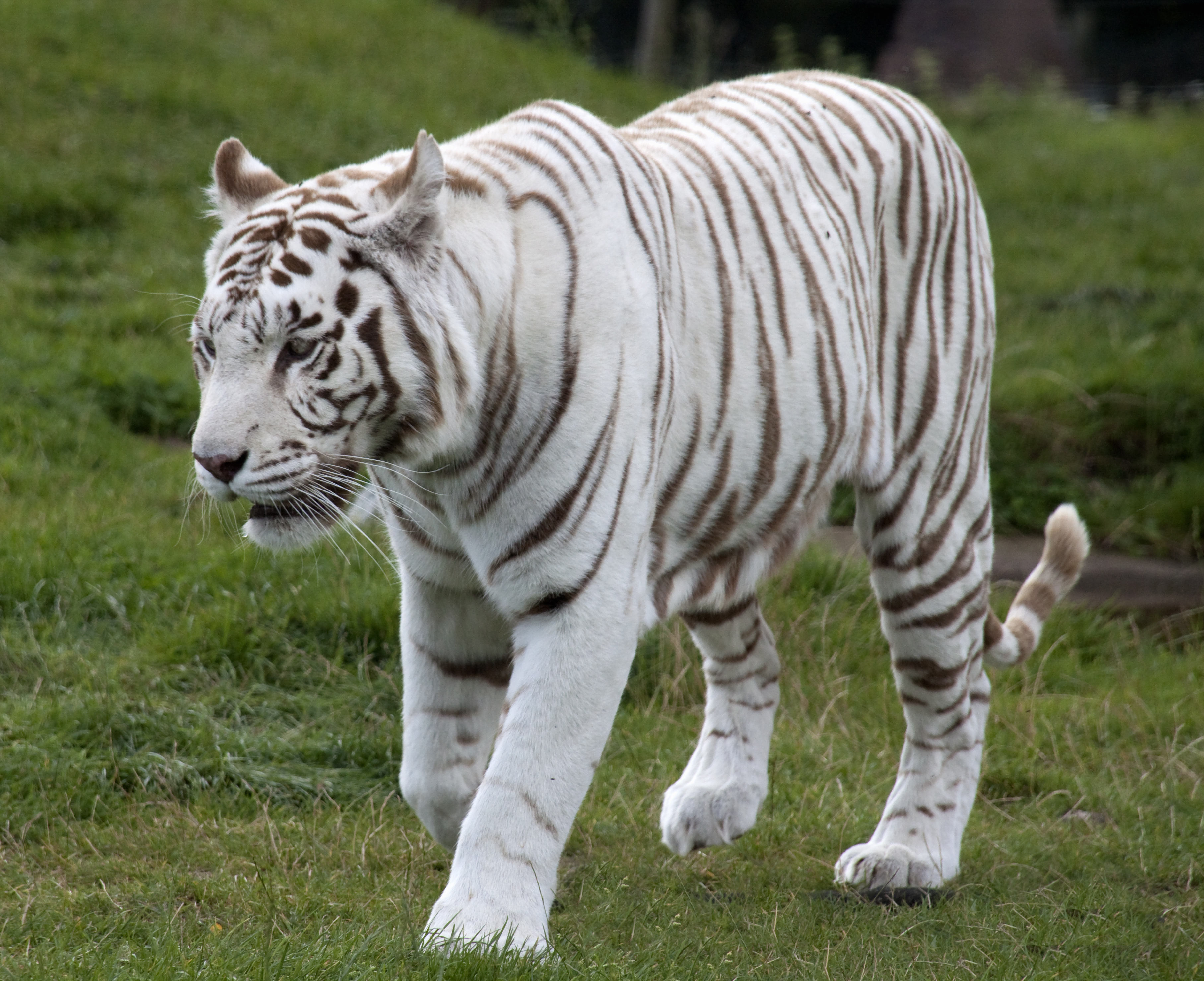 White Tiger  Encyclopedia MDPI