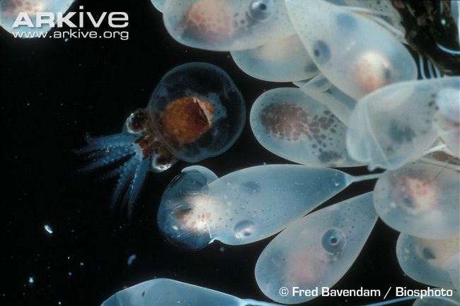 File:Young-North-Pacific-giant-octupus-hatching.jpg