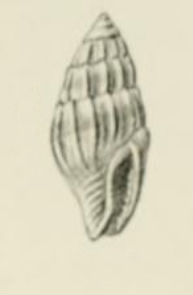 <i>Zafra salutaris</i> Species of gastropod