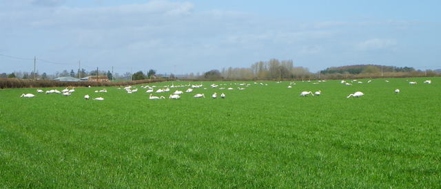 File:A field of swans, Harbridge - geograph.org.uk - 2832426.jpg