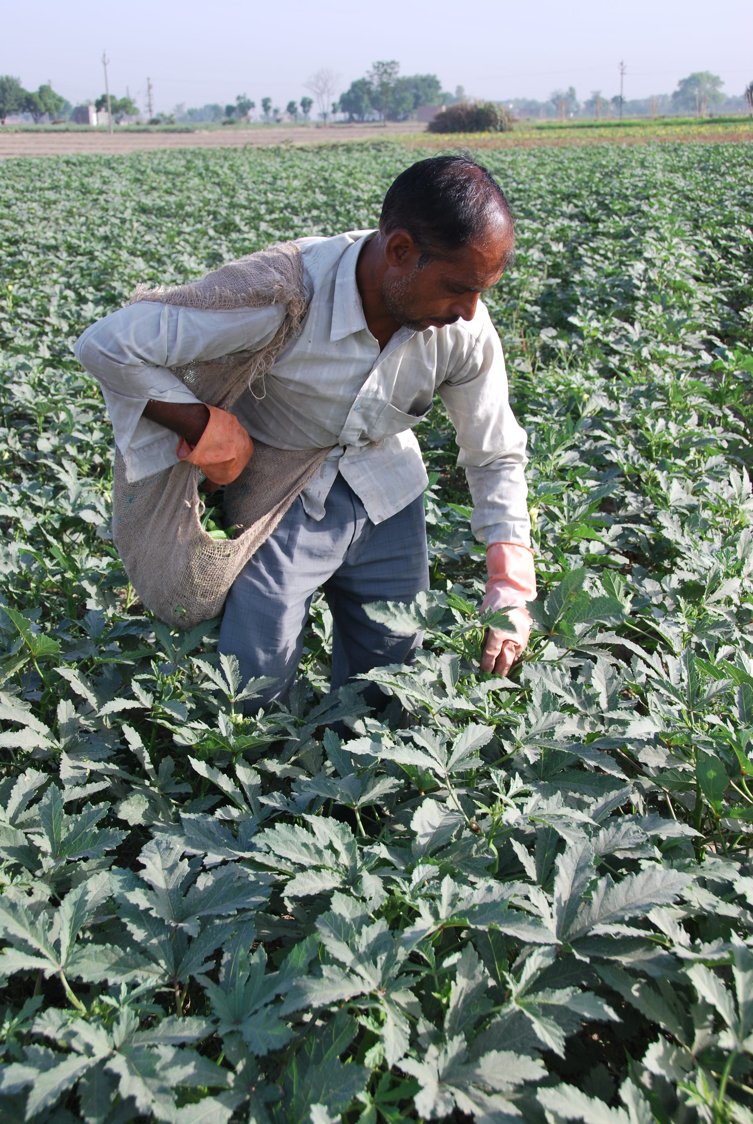 Intensive subsistence agriculture without paddy crop dominance