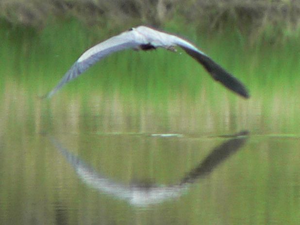 File:Ardea herodias 07416.JPG