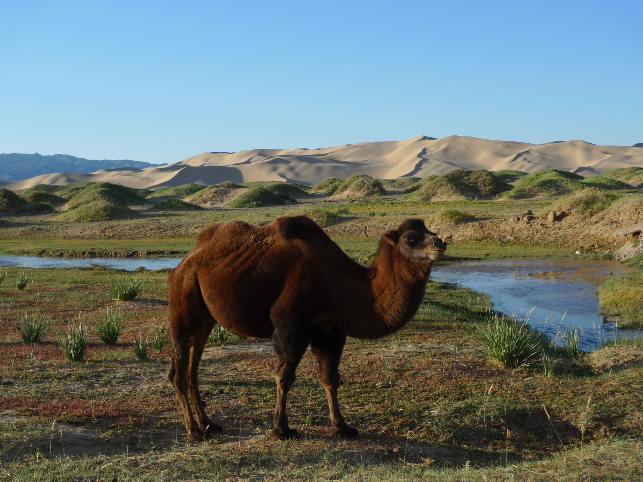 Верблюд в тундре. Двугорбый верблюд в Монголии. Бактриан монгольский верблюд. Бактриан верблюд Гоби. Двугорбый верблюд бактриан Алтайский.