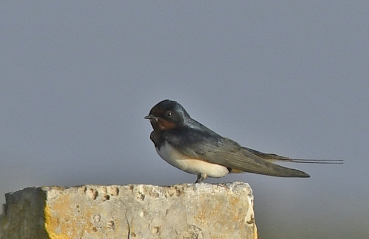 File:Barn Swallow AMSM5663.jpg