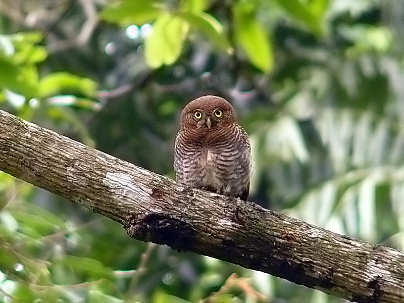 File:Barred Jungle Owlet-1.jpg