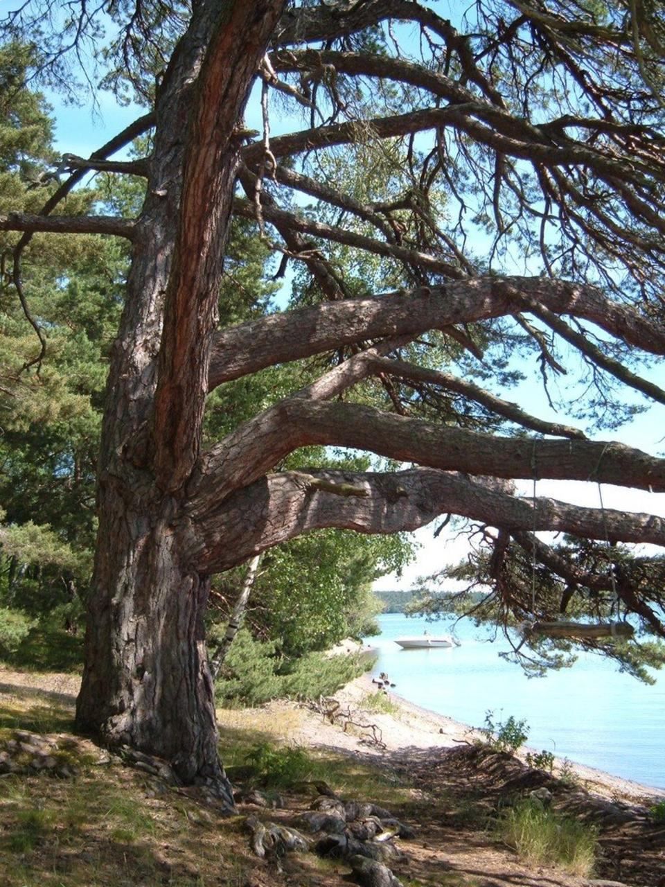 РљРµРјРїРёРЅРі Pine Beach