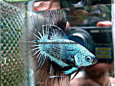 File:Betta Tailandes..jpg