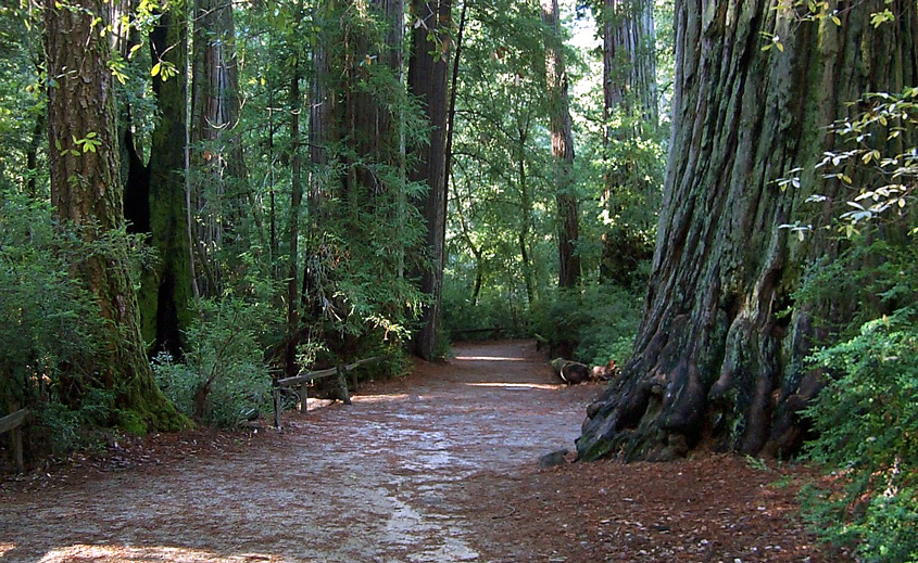 Bigbasinredwoods.jpg