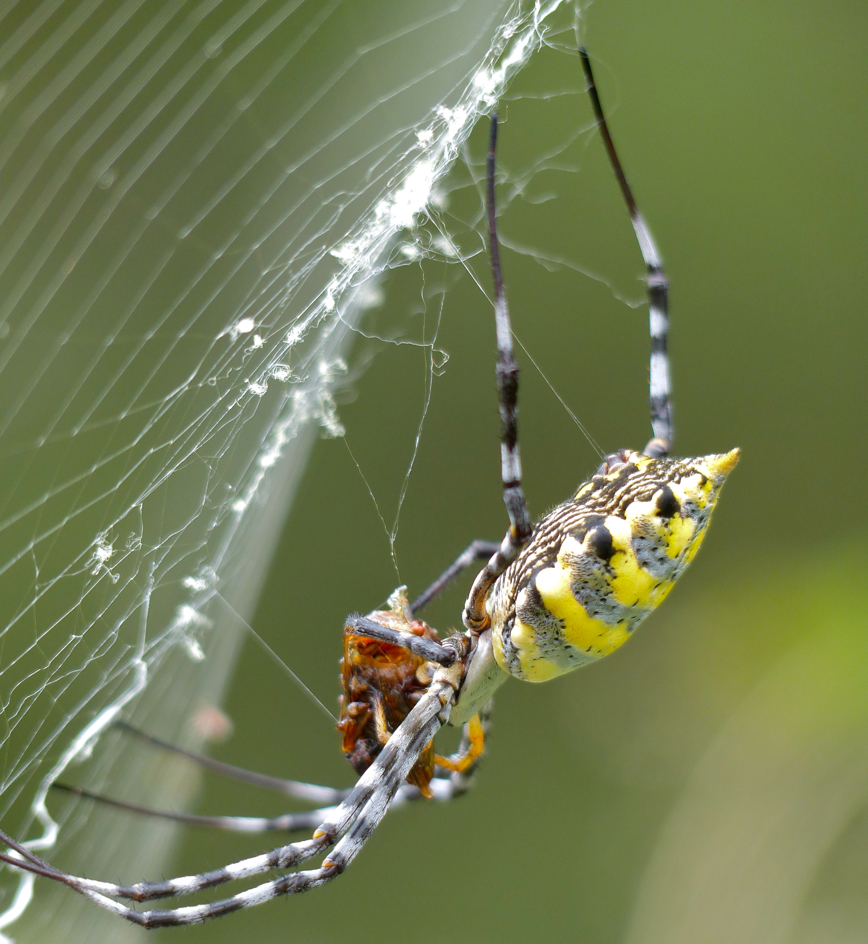 File Black Lobed Garden Orb Web Spider Argiope Lobata With Prey