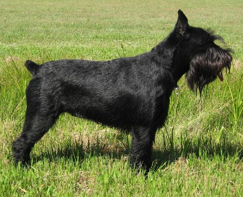 Черный хвост собаки