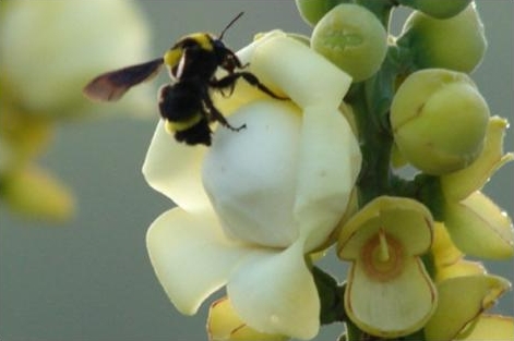 File:Bombus transversalis.jpg