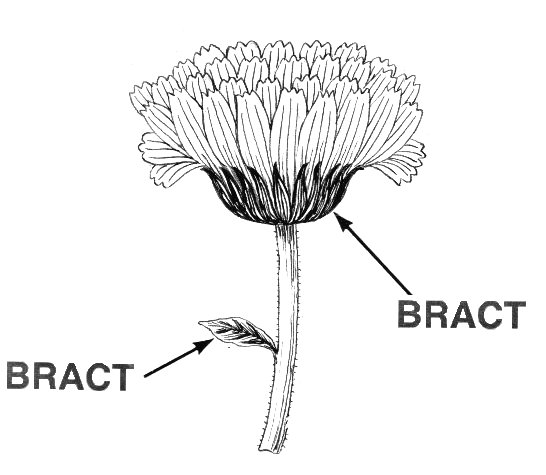 File:Bract2 (PSF).jpg