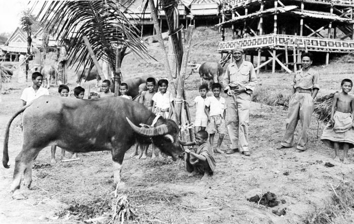 File:COLLECTIE TROPENMUSEUM Een van de stieren die wordt geofferd bij het dodenfeest van Sappe Tau oom van het districtshoofd van Ma'kale Toraja Celebes TMnr 10003218.jpg