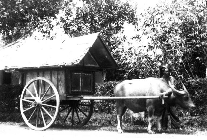 File:COLLECTIE TROPENMUSEUM Ossenkar met karbouw TMnr 60019818.jpg