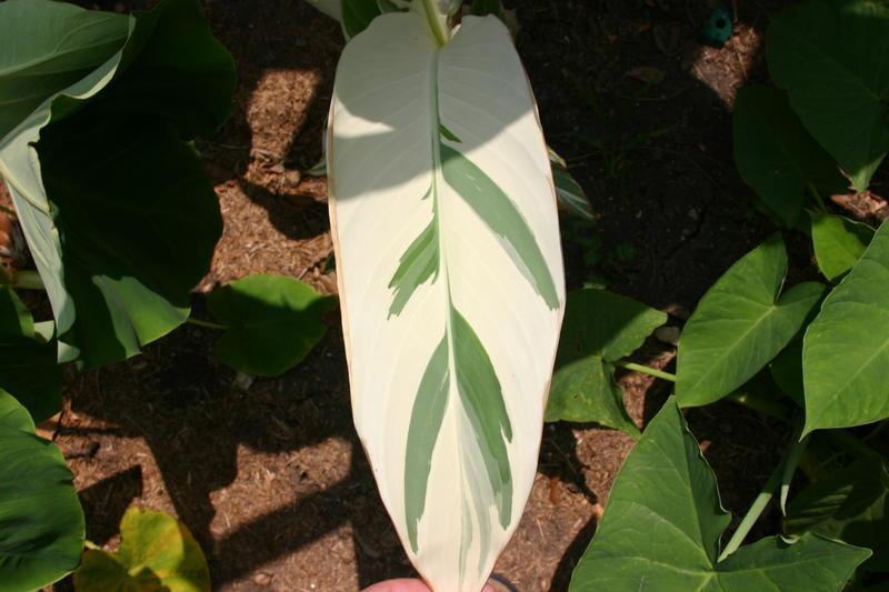 Muchos híbridos de achira presentan hojas variegadas, en la fotografía se muestra la hoja del cultivar 'Stuttgart' de Canna × generalis.