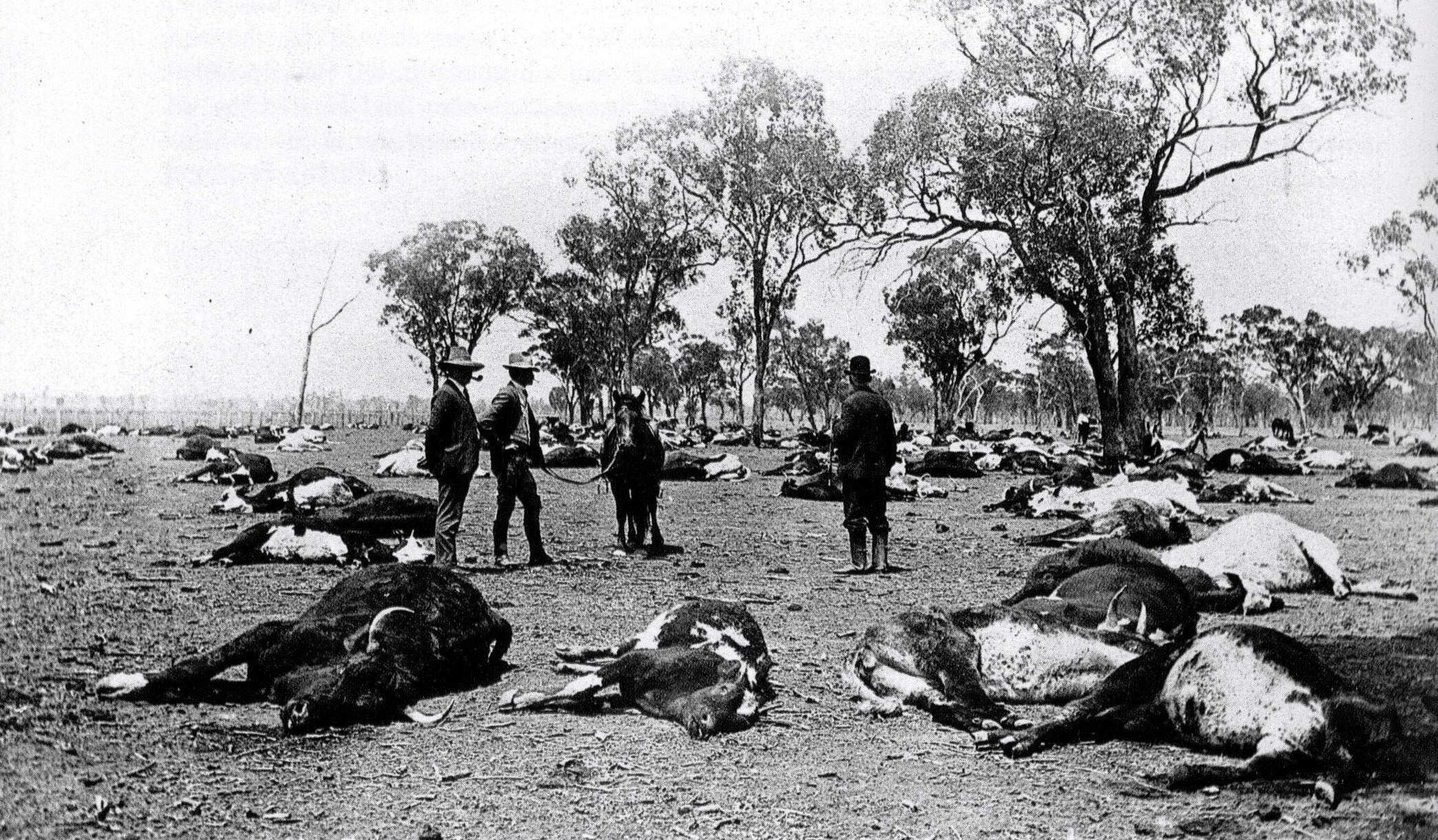 Cattlemen survey 700 carcasses of cattle that were killed overnight by a poisonous weed in Australia in 1907 [2090 x 1221]