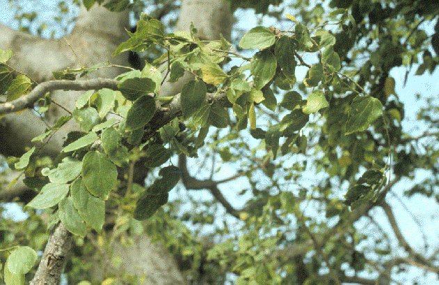 File:Celtis integrifolia.jpg