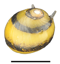 Clithon diadema shell 2.png