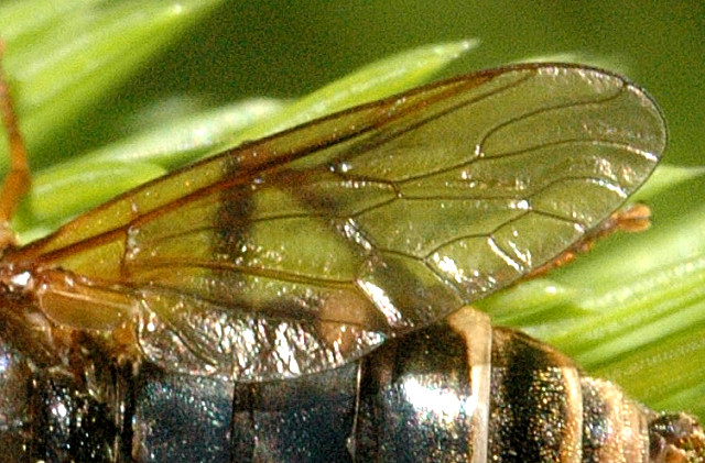 File:Coenomyia.ferruginea.wing.detail.jpg