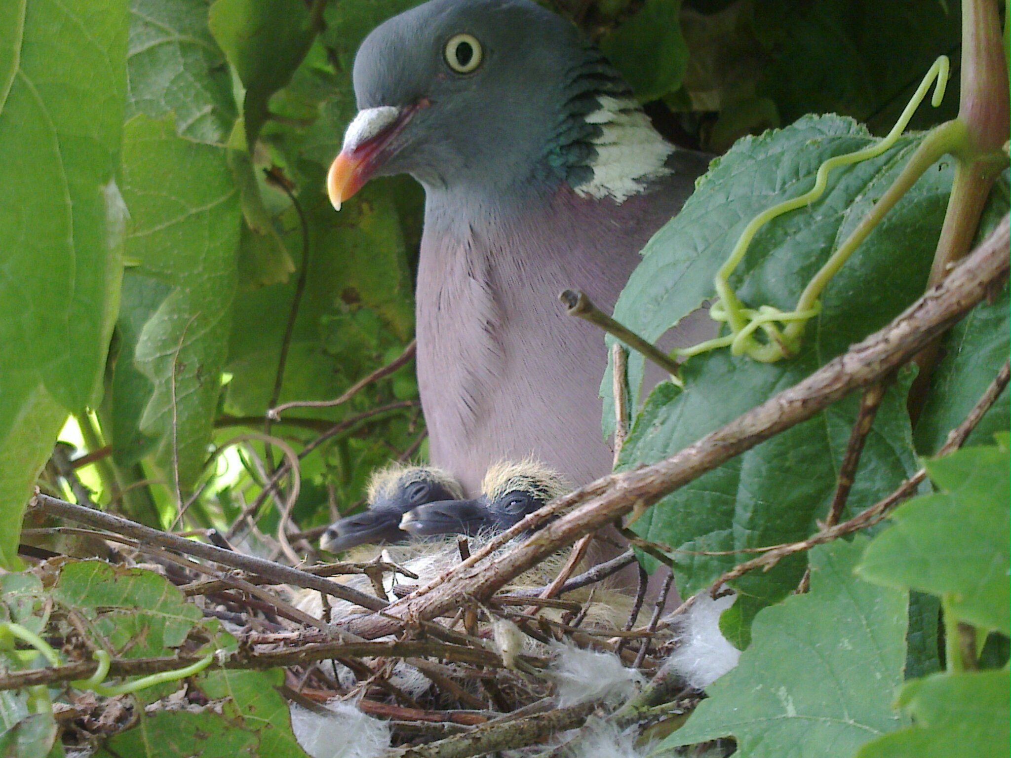 File Common Wood Pigeon With Newly Hatched Young Jpg Wikimedia Commons