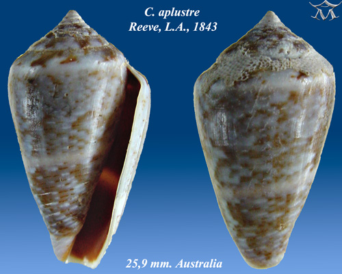 File:Conus aplustre 2.jpg