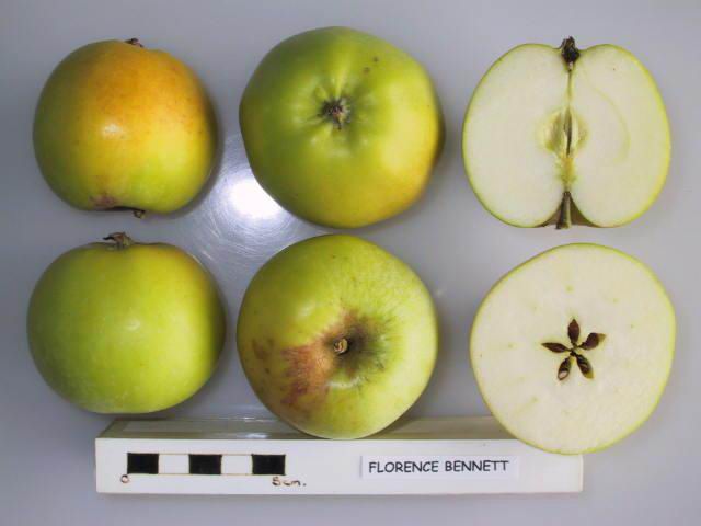 File:Cross section of Florence Bennett, National Fruit Collection (acc. 1972-082).jpg