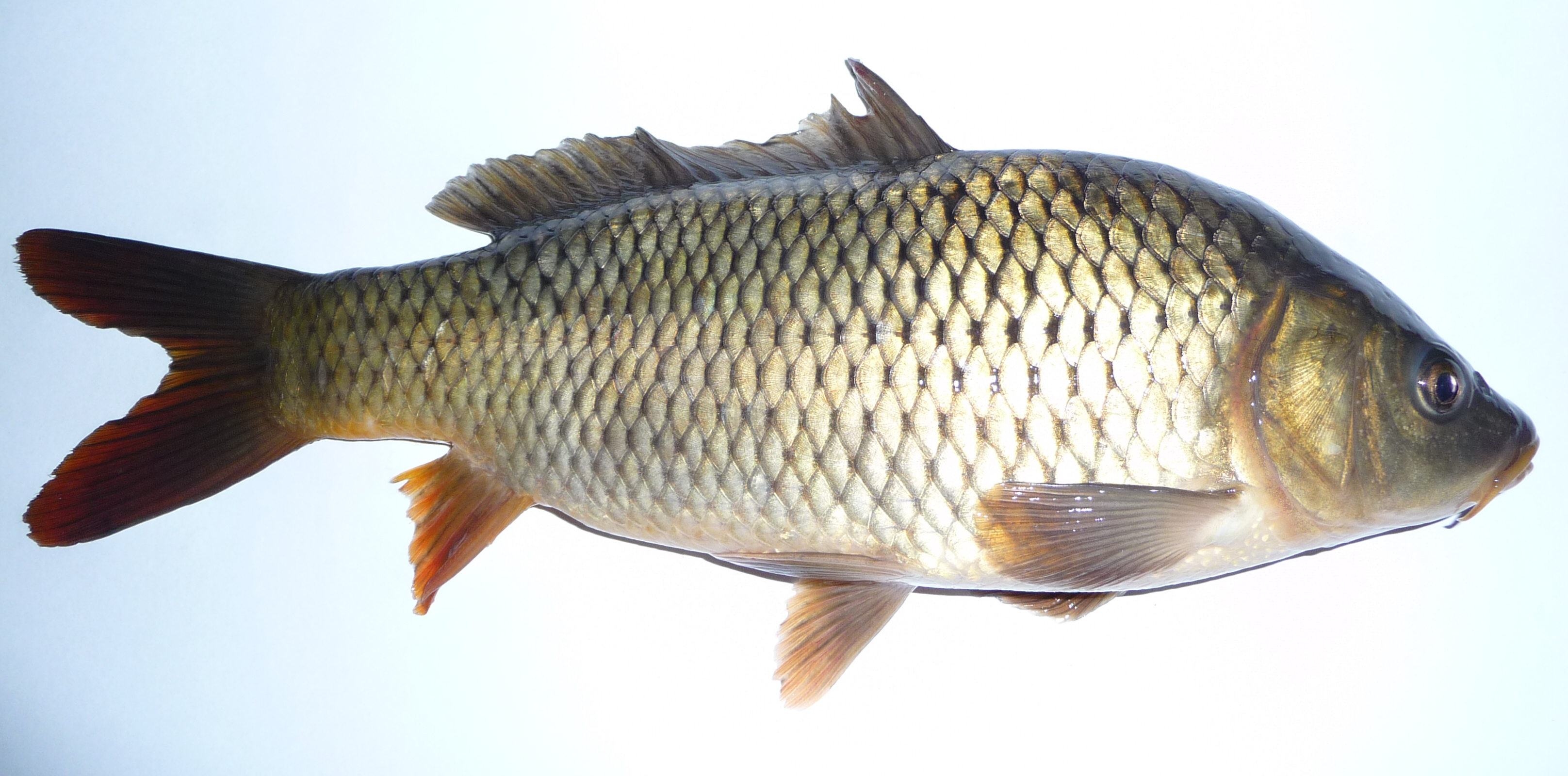 Eurasian carp Wikipedia