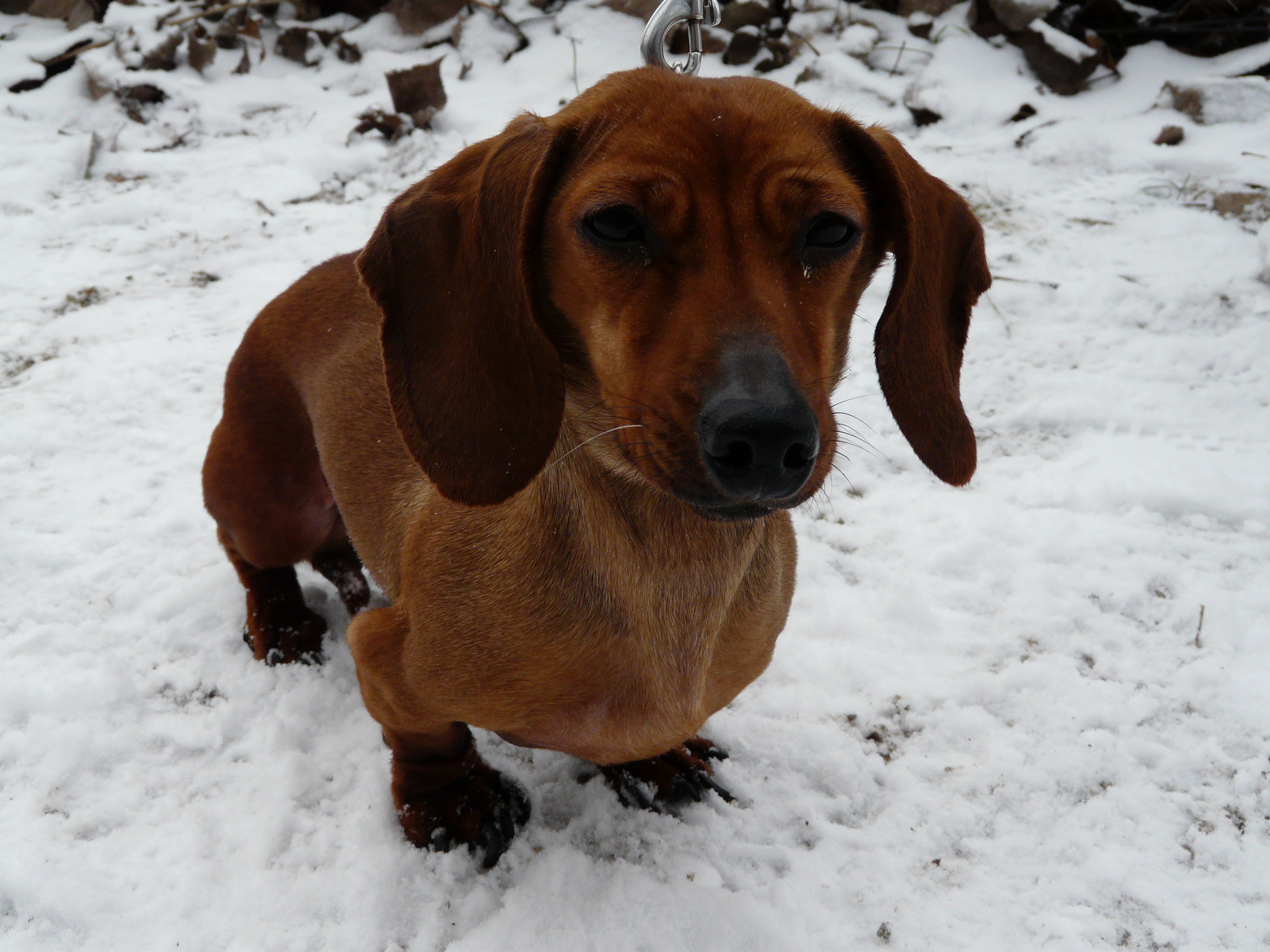 File Dachshund Jul a jpg Wikimedia Commons