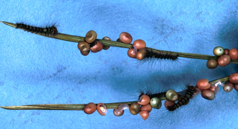 File:Dendrolimus pini hatching larvae.jpg