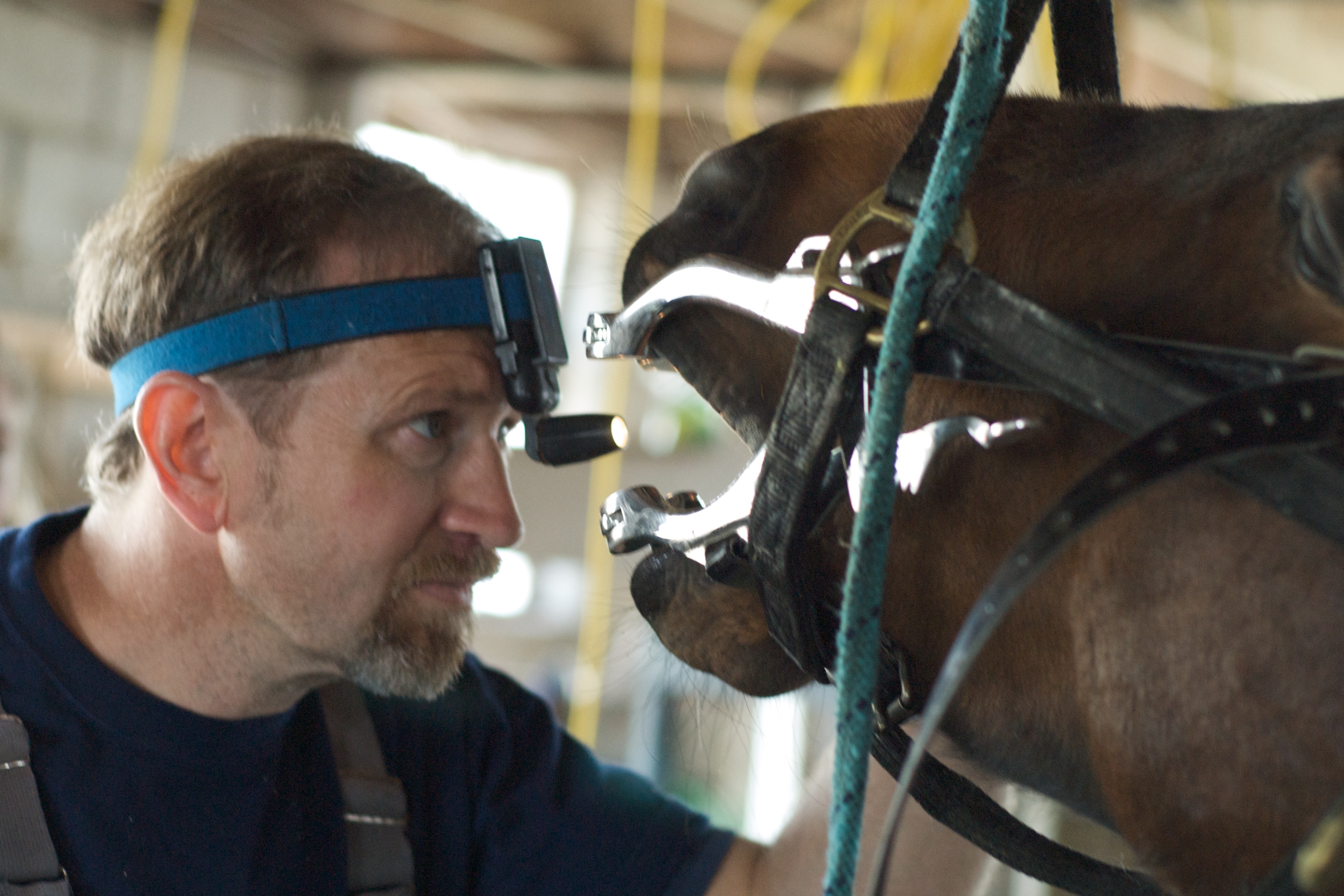 Знахарь лечивший лошадей. Обследование лошади. Ветеринар и лошадь. Ветеринар осматривает лошадь. Ветврач лошади.