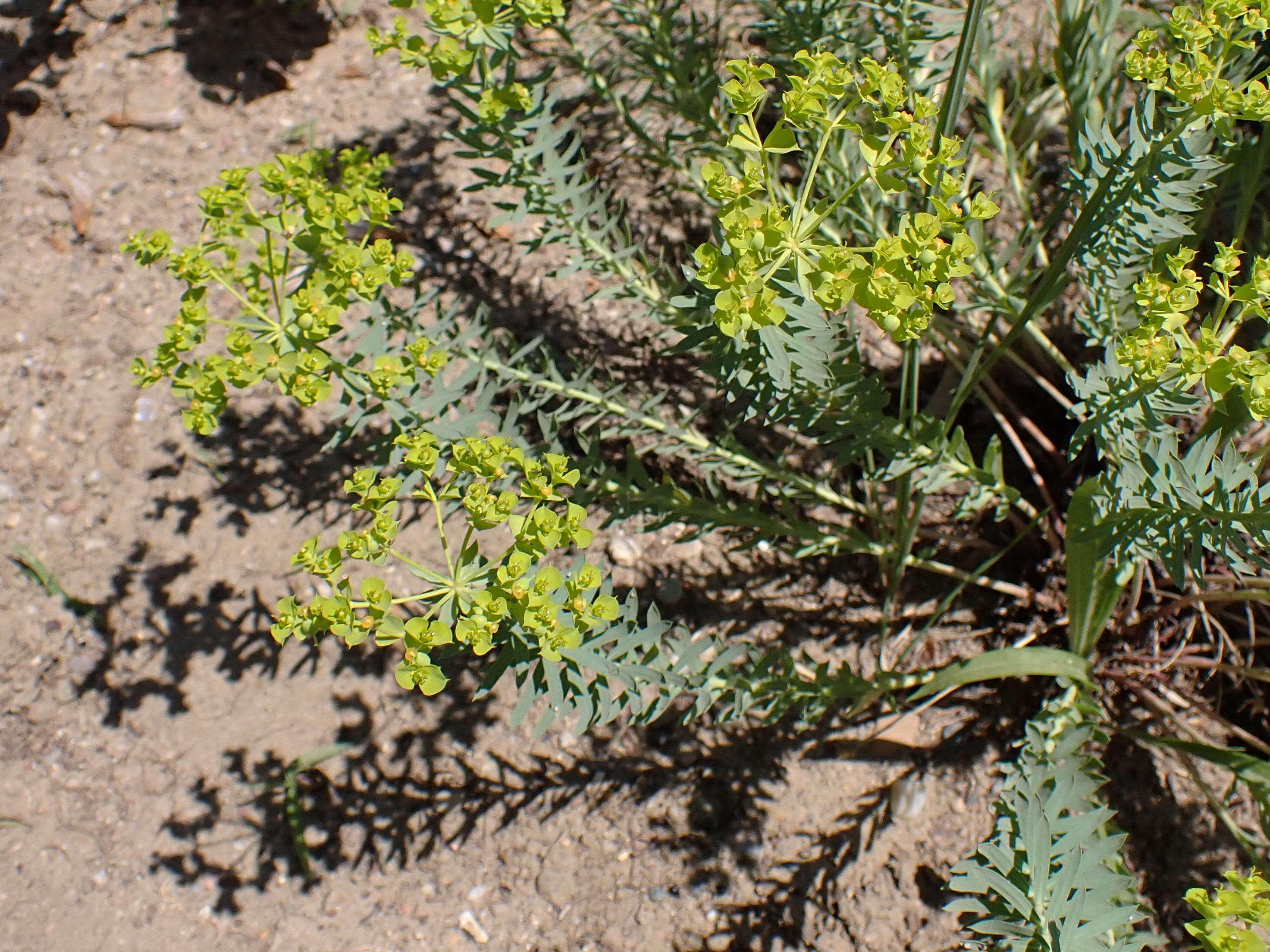 Молочай Euphorbia seguieriana