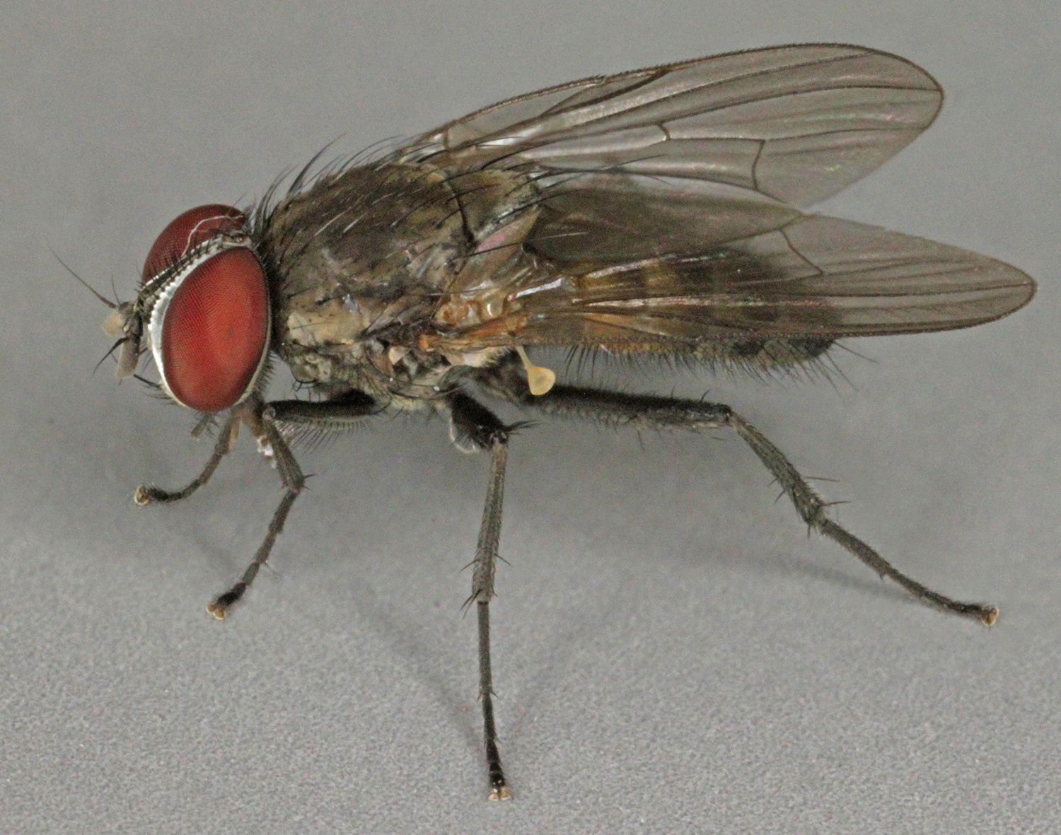 small flies not fruit flies in house