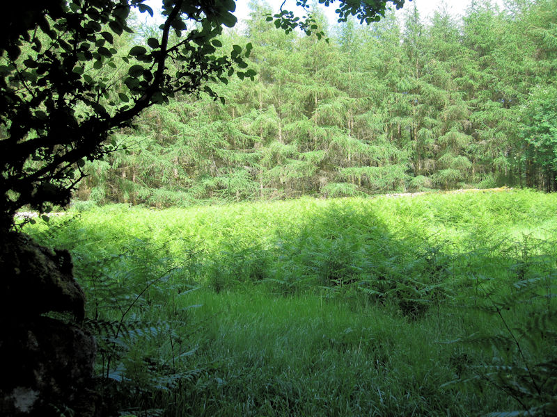 File:Forest Clearing - geograph.org.uk - 5808961.jpg