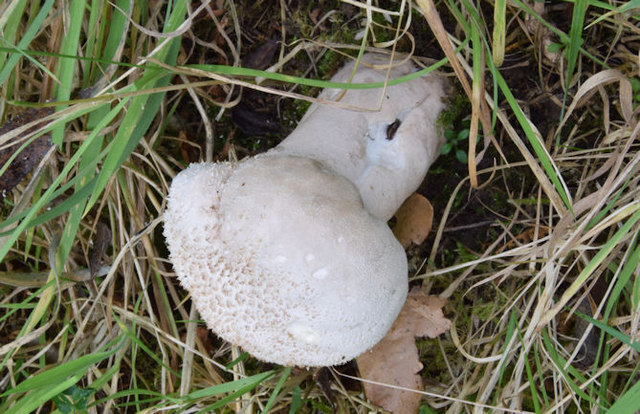 File:Fungus, Comber (October 2015) - geograph.org.uk - 4693883.jpg