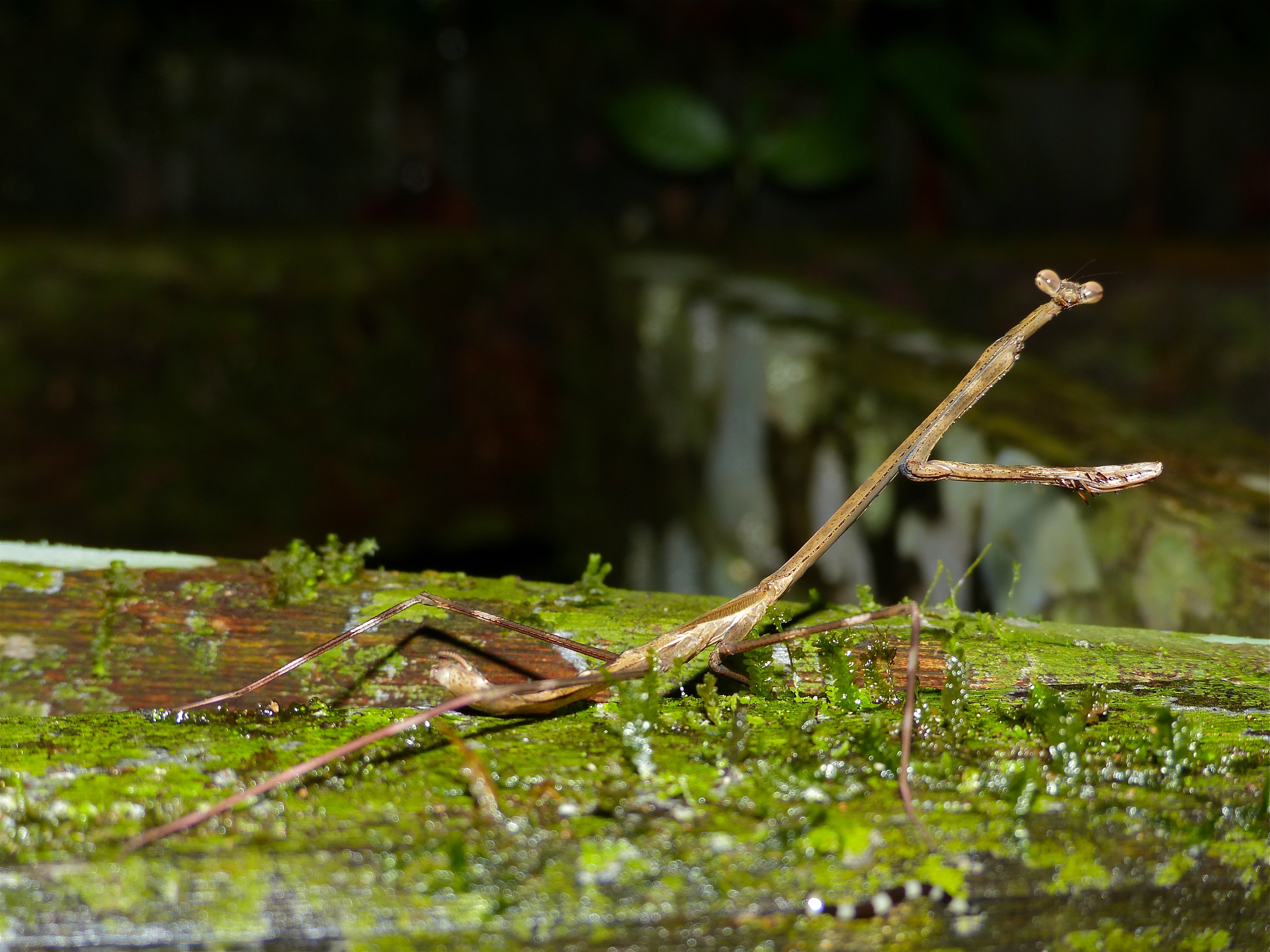 Giraffe Mantis (Euchomenella heteroptera) female (15040219774).jpg