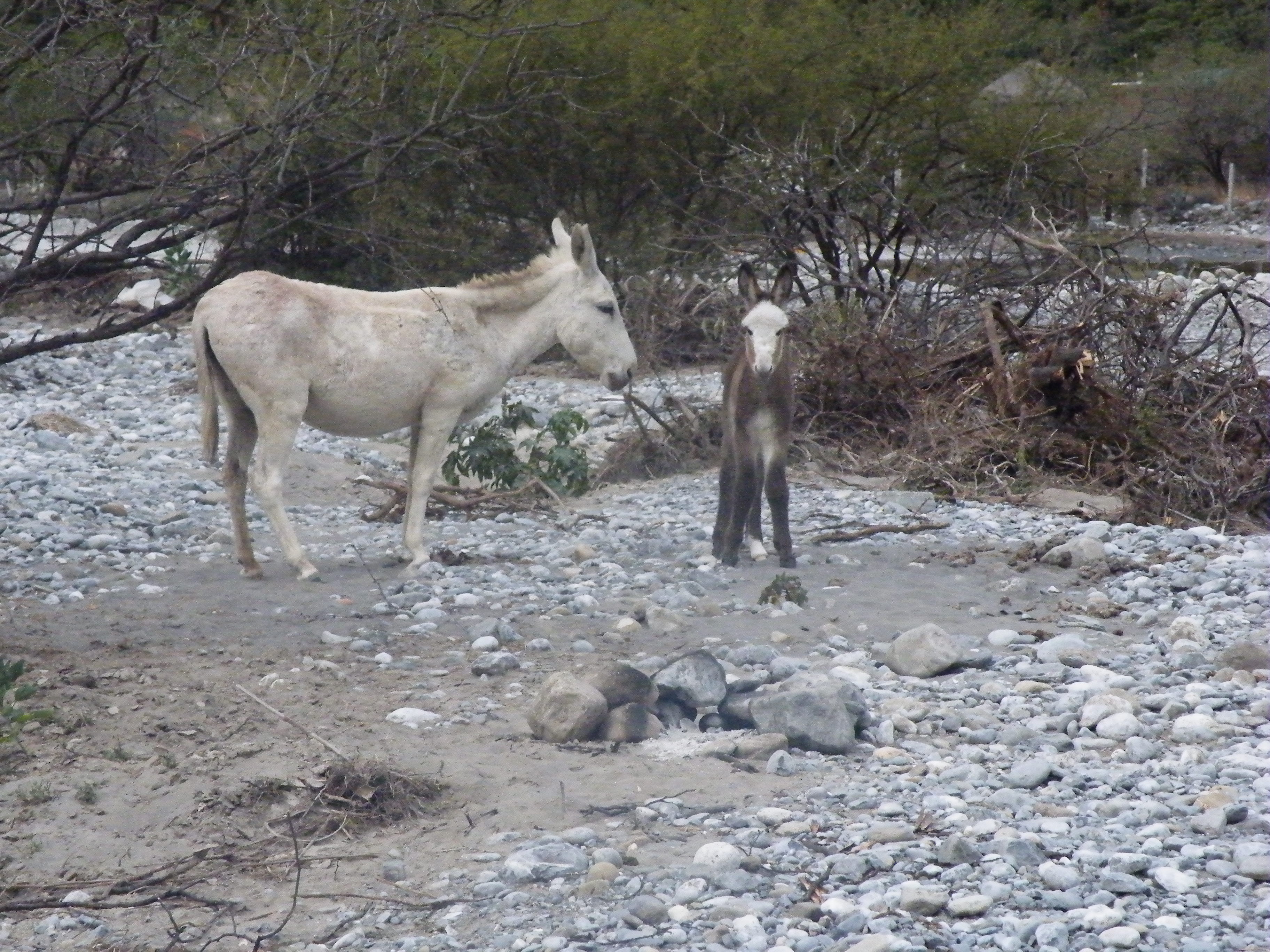 Huasteca Canyon, Nuevo Leon (5661785892).jpg