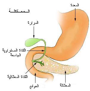 قناة البنكرياس