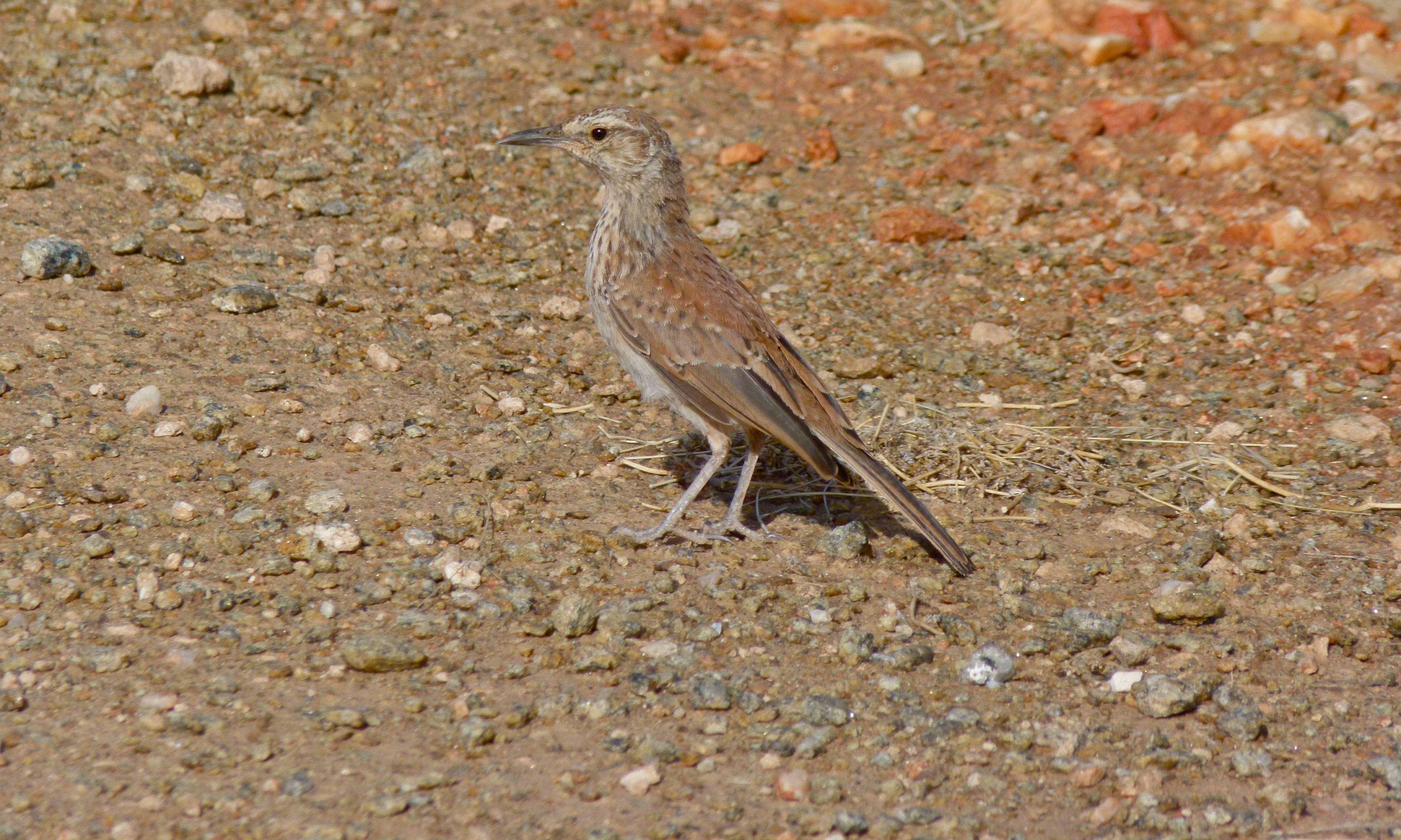 Karoo Long-billed Lark (Certhilauda subcoronata) (6437061545).jpg