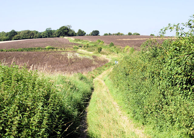 King's Way, Tichborne - geograph.org.uk - 949646