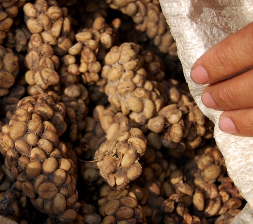 Kopi Luwak Wikipedia