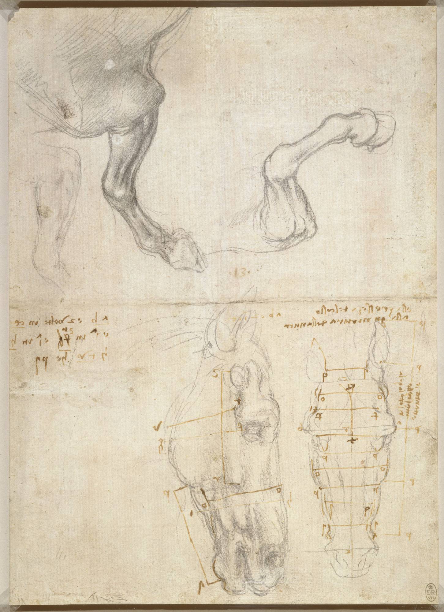Леонардо да Винчи анатомия лошади