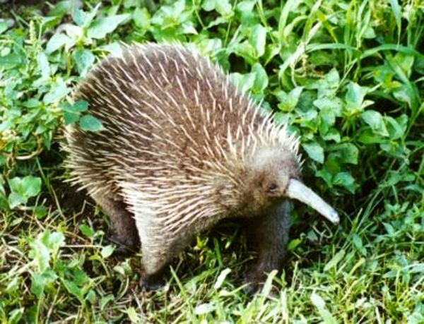 The average adult weight of a Western long-beaked echidna is 8.95 kg (19.73 lbs)