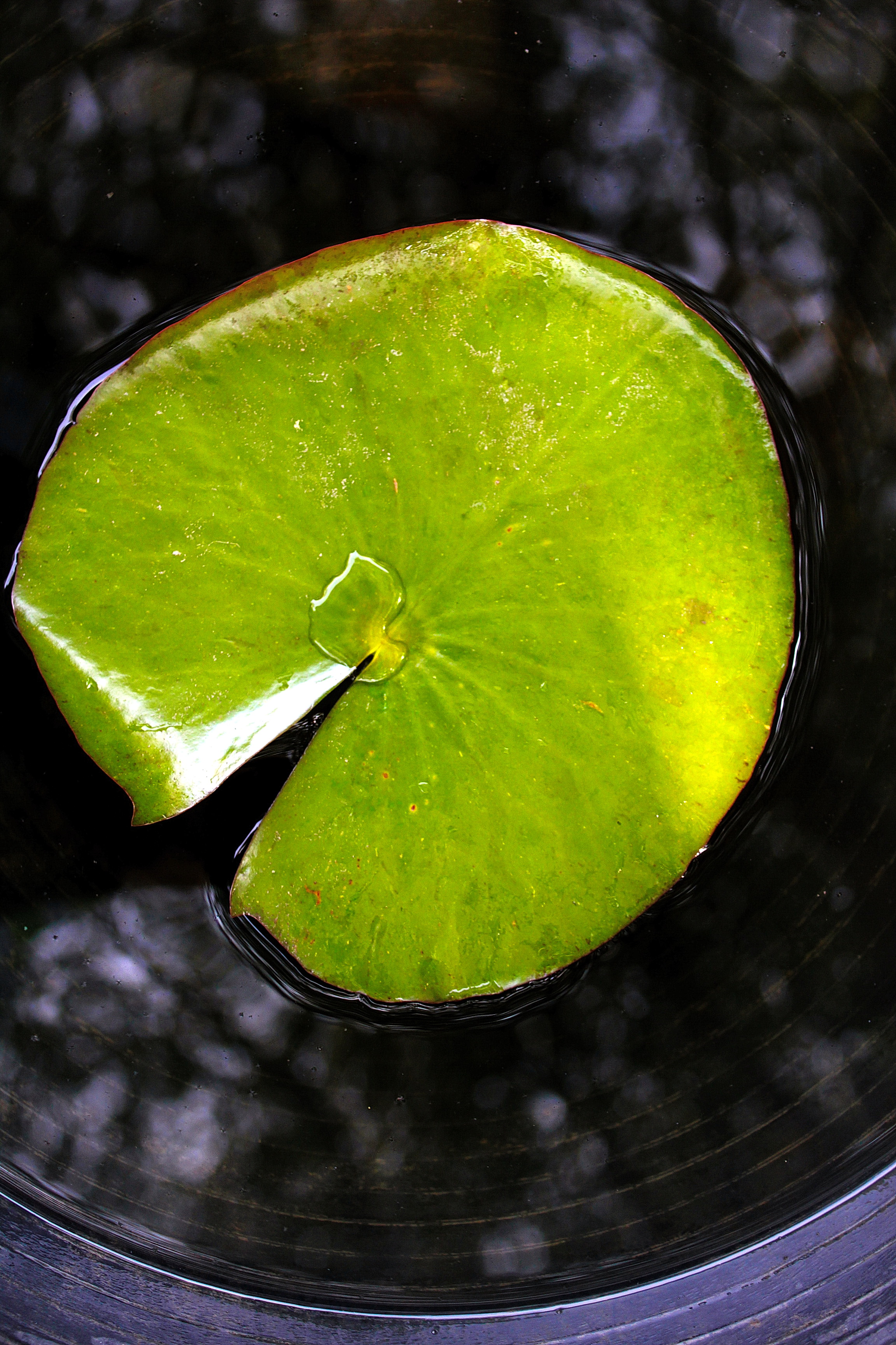 Lime (color) - Simple English Wikipedia, the free encyclopedia