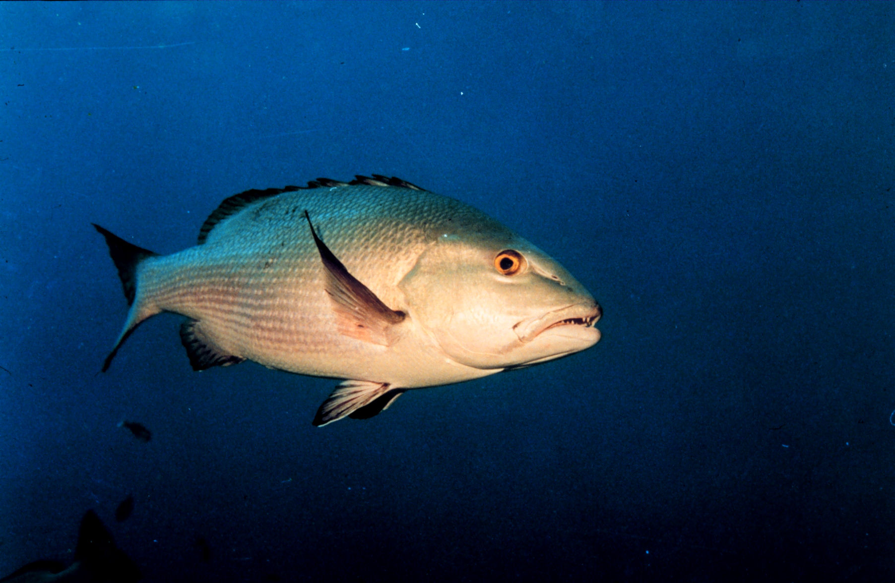 Луциан 3.3. Луциан бохар рыба. Lutjanus argentimaculatus. Twospot Red Snapper. Сигуатера рыба.