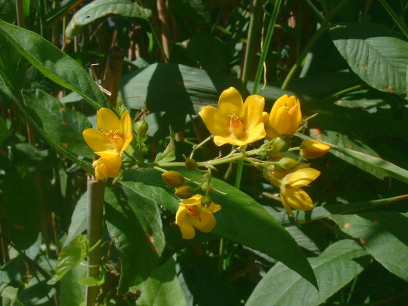 File:Lysimachia vulgaris1.jpg