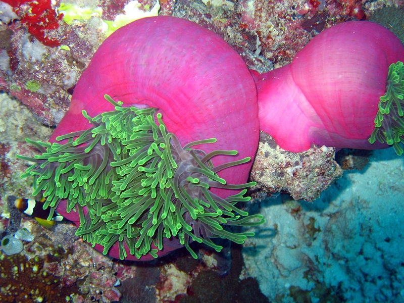 File:Magnificent Sea Anenome.jpg