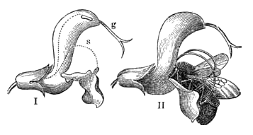 File:Meyers b3 s0075 b2.png